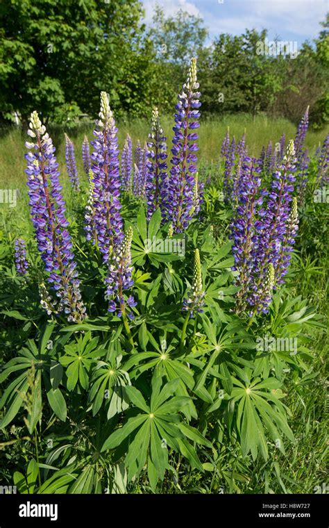 Vielblättrige Lupine Stauden Lupine Staudenlupine Lupinen Lupinus