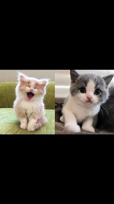 Cute And Funny Baby Cat Videos Compilation One News Page Video