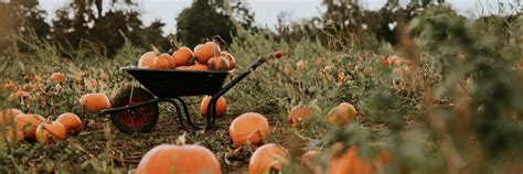 Homestead Gardens Fall Festival Reviews | Fasci Garden