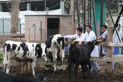 Universidad Nacional Agraria la Molina UNALM Cómo ingresar