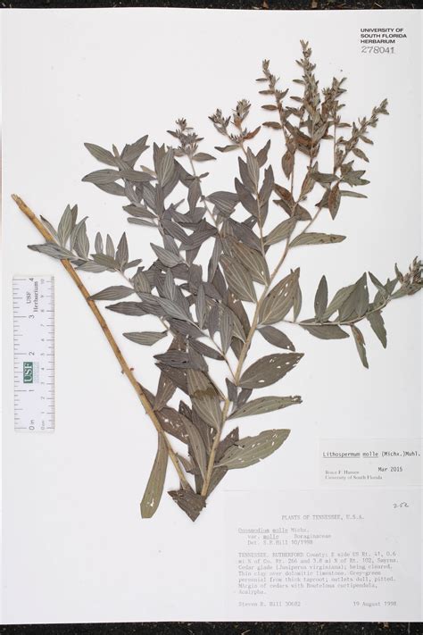 [Specimen details] / Plant Atlas