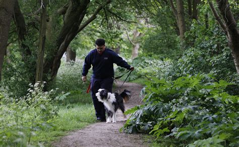 Dangerous invasive weed found in children's playground in Brent