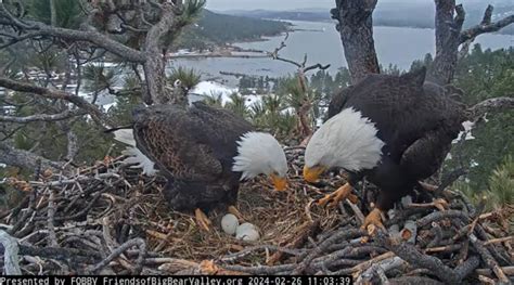 Bald eagles Jackie and Shadow keep tending to 3 eggs that won’t hatch ...