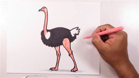 Learn How To Easily Draw An Ostrich Youtube