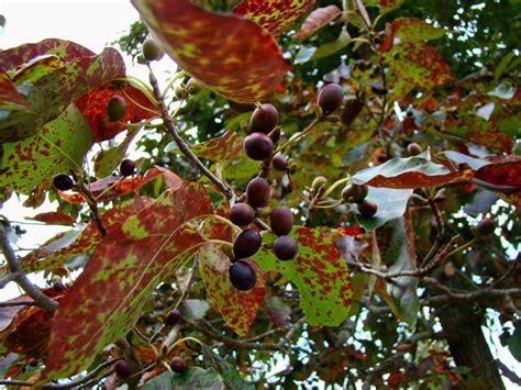 Tree of the Month: Black Gum - Casey Trees