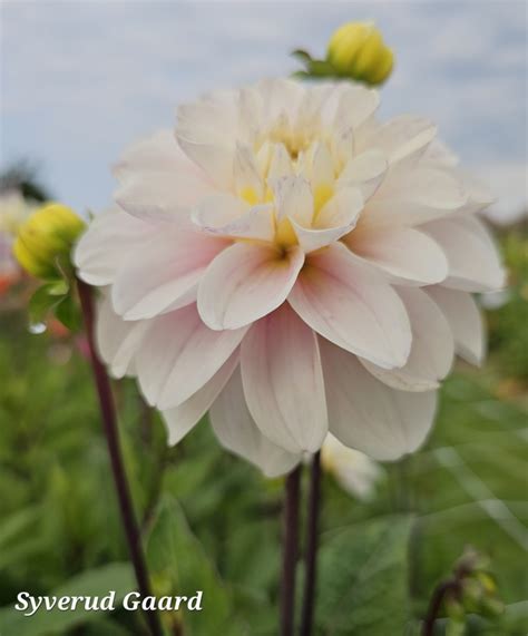 Dahlia Cayen Nyhet 2024 Syverud Gaard