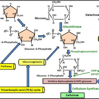 Bacterial Cellulose Biosynthesis Pathway With Metabolite Denoted By