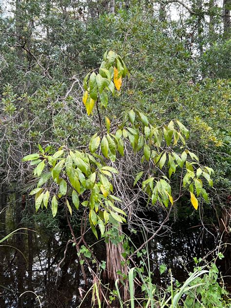 Corkwood Leitneria floridana Rare Native Tree – R&B Floridaseeds