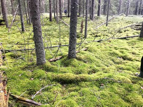 Verde Hermoso Verde Brillante Hummocks Cubierto Con Suave Musgo