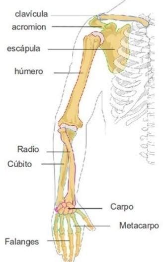 Nombra 5 Huesos Del Brazo Y Tronco Brainly Lat