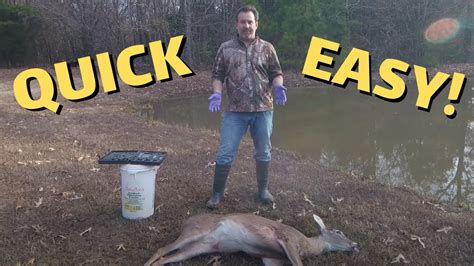 How To Field Dress A Deer Quick And Easy Youtube