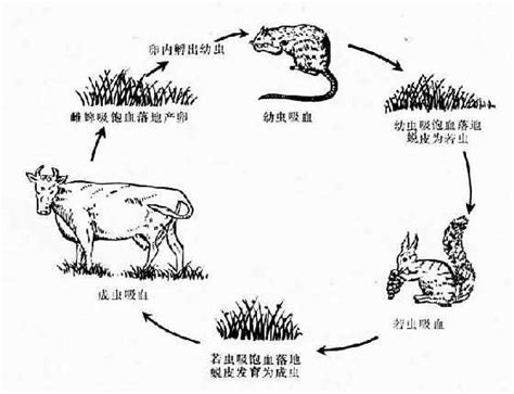 蜱 《人体寄生虫学》在线阅读 【中医宝典】