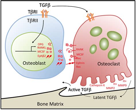 Activin Tgf β Receptor Actriia Antagonists For Myelodysplastic