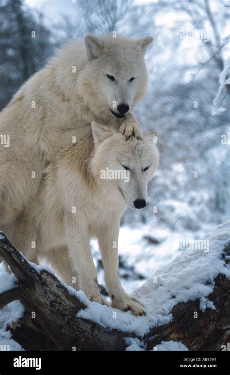 Lobo Del Rtico La Tundra El Lobo Canis Lupus Albus Comportamiento