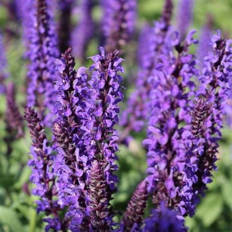 Buy Salvia Lyrical Blues Online Garden Goods Direct