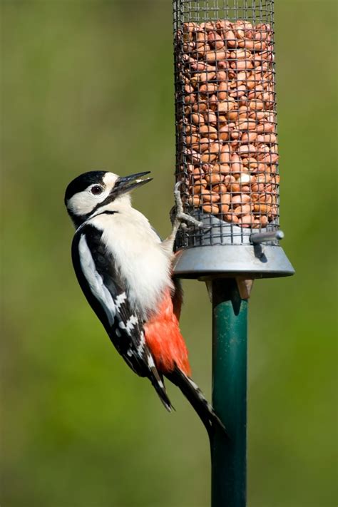 Arrêter de nourrir les oiseaux du jardin après mars pourquoi est ce