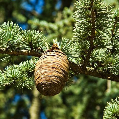 le cedre dans les parfums hf perfumes