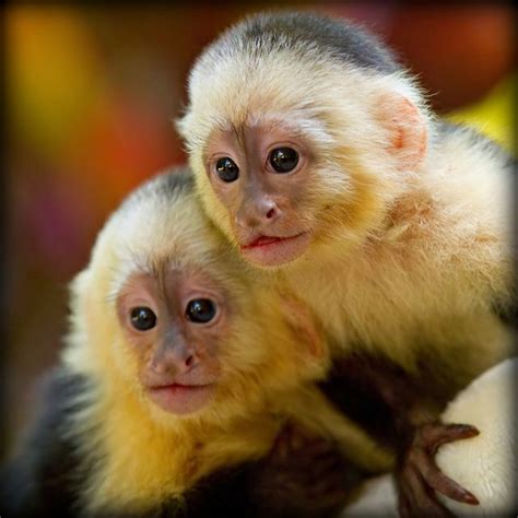 Capuchin Monkeys For Sale Near Me Ellyn Mead