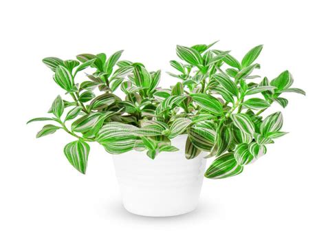 Tradescantia Zebrina Pendula Inchplant Ou Juif Errant Une Plante En