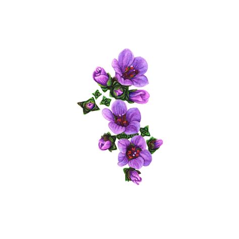 Purple Saxifrage Drawing