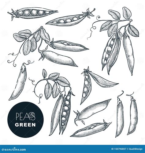 Peas Pods Sketch Vector Illustration Ripe Pea Beans Harvest Stock