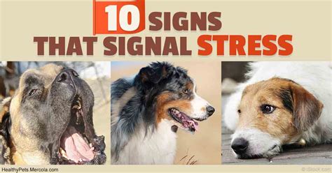 10 Signs Your Dog May Be Stressed