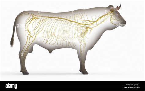 Cattle Nervous System Illustration Stock Photo Alamy