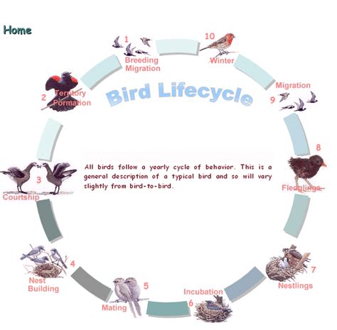 Life Cycle Of Birds Diagram