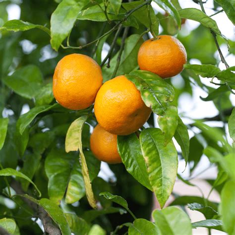 Owari Satsuma Mandarin Tree For Sale