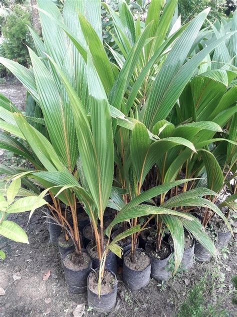 Yellow Hybrid Coconut Plant At Rs Piece In Guwahati Id