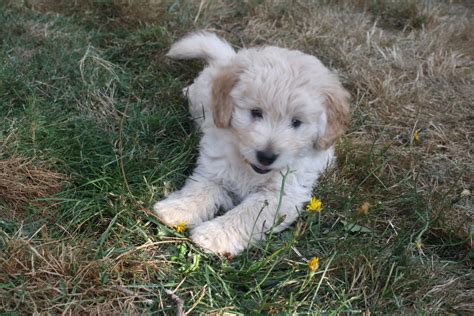 Daiseys Doodles Seattle Flb Miniature Goldendoodles At 8 Weeks Old