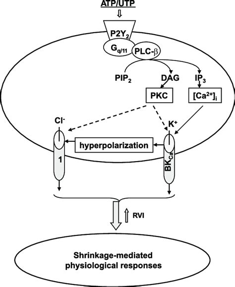 Intermediates Of Intracellular Signaling Involved In Shrinkage Of ATP