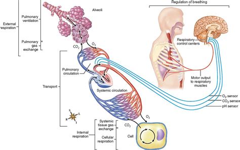 Physiology Of The Respiratory System Basicmedical Key