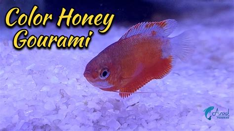 Color Honey Gourami Fish Aquarium Fish In Bangladesh 🐟🐟 Youtube