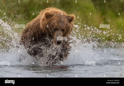 Brown Bear Fishing For Salmon In Katmai Alaksa Stock Photo Alamy