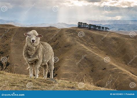 Merino Sheep Standing On Grassy Hill Stock Image Image Of Animal