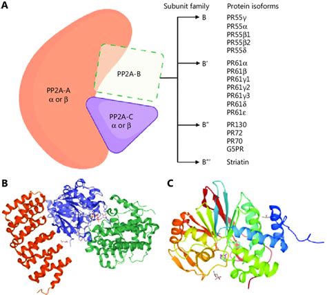 Pp2a Holoenzyme A Schematic Representation Of The Pp2a Holoenzyme