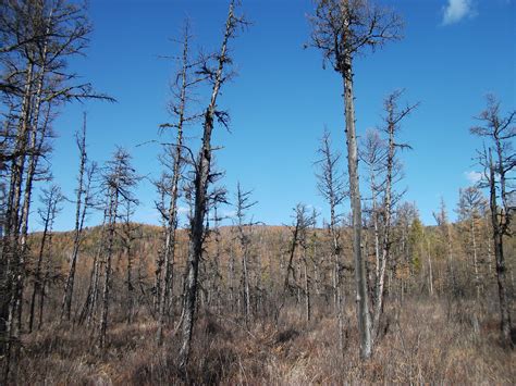 Climate change is giving old trees a growth spurt - AGU Newsroom