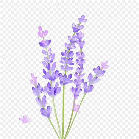 Lavender Flower Clipart PNG Vector PSD And Clipart With Transparent