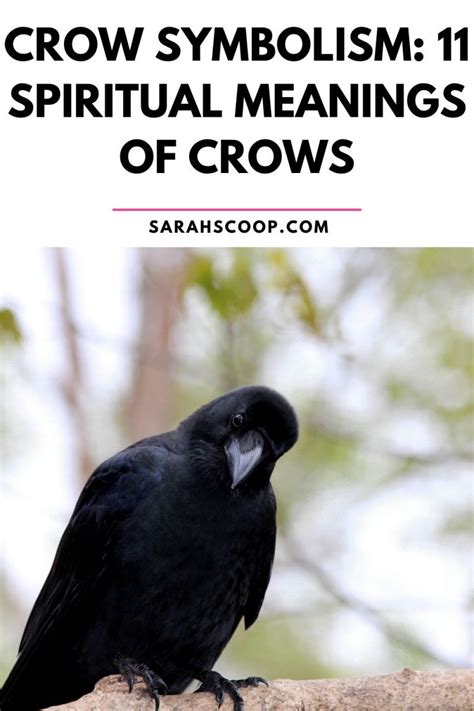 Crow Symbolism And Meaning Spiritual Meanings Of Crows Sarah Scoop