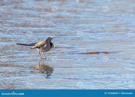 White Wagtail Cute Little Bird Motacilla Alba On Ice Frozen Pond