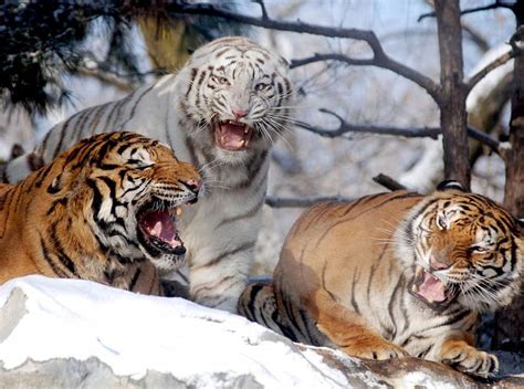 Tiger Club White Tiger Snow Cats Cat Tigers Hd Wallpaper Pxfuel