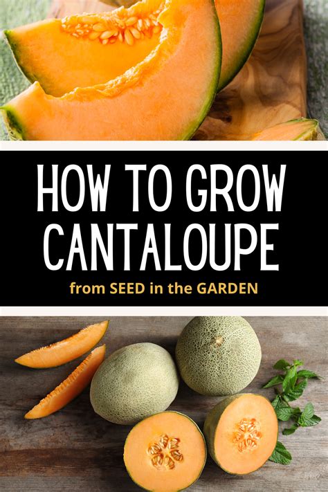 How To Grow Cantaloupe From Seeds In The Garden Lettuce Grow Something