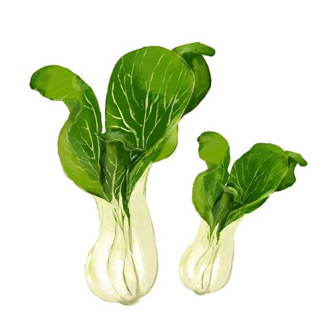 Chinese Cabbage Png Image Chinese Cabbage Hand Painted Cabbage Vegetables Food Png Image For