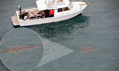 Great White Shark Menaces Fishing Boat In Perth By ‘circling The Vessel