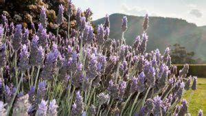 Quando Piantare La Lavanda Come Coltivarla Correttamente