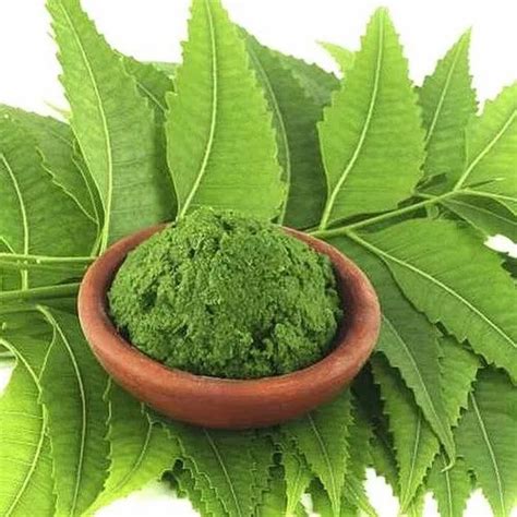 Neem Leaf Powder At Rs Kg Neem Powder In Raigad Id