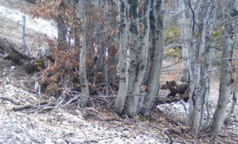 Pnalm Avvistati I Due Cuccioli D Orso Figli Di Amarena