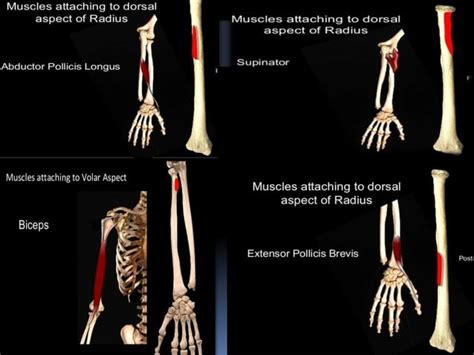 Radius bone anatomy | PPT