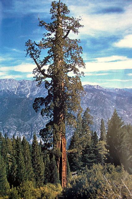 The Tallest Tree In The World